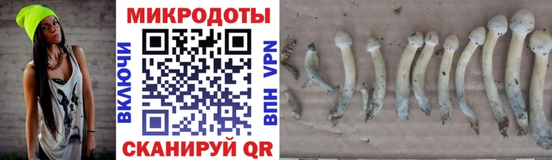 Псилоцибиновые грибы Psilocybe  Кунгур 